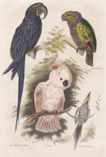 Imperial Parrot
Prince Maximilian's Macaw
Cockatoo
Crested Parrakeet 